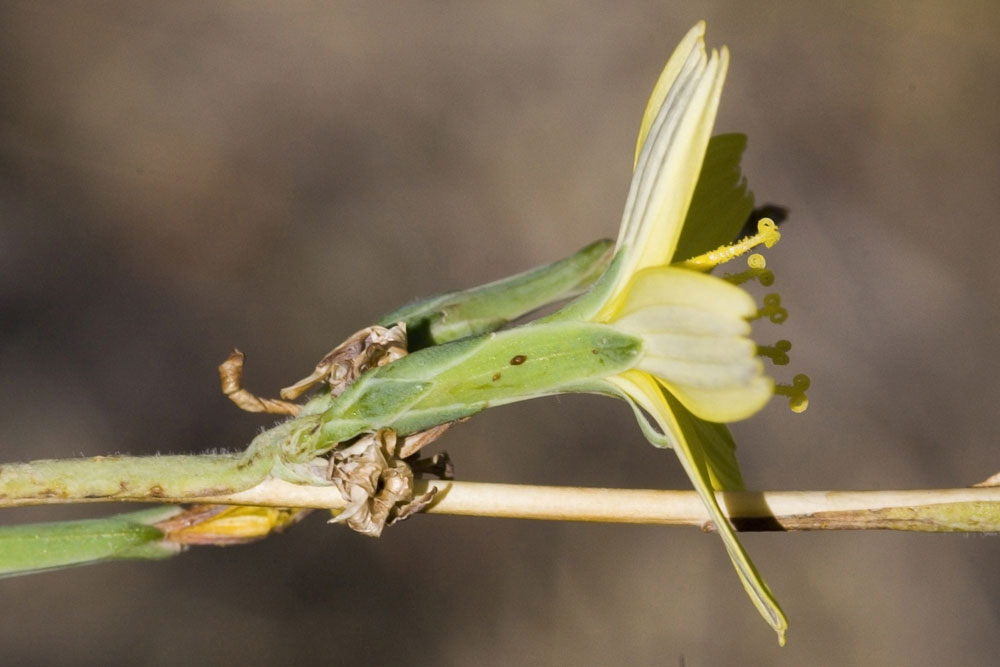 Lactuca viminea / Lattuga alata